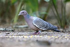 Picazuro Pigeon