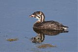 Pied-billed Grebe