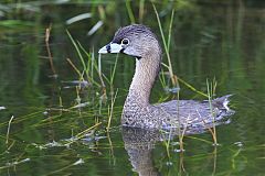 Pied-billed Grebe