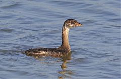 Pied-billed Grebe