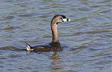 Pied-billed Grebe