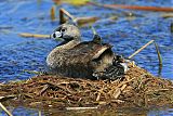 Pied-billed Grebe