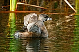 Pied-billed Grebeborder=