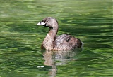 Pied-billed Grebe