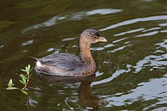 Pied-billed Grebe