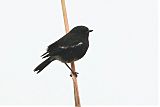 Pied Bushchatborder=