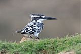 Pied Kingfisherborder=