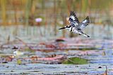 Pied Kingfisherborder=