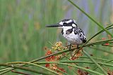 Pied Kingfisherborder=