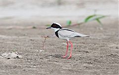 Pied Lapwing