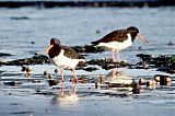 Pied Oystercatcher