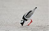 Pied Lapwing