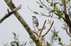 Pied Puffbird