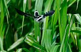 Pied Water-Tyrant