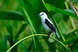 Pied Water-Tyrant