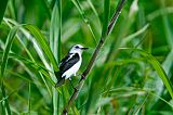 Pied Water-Tyrantborder=