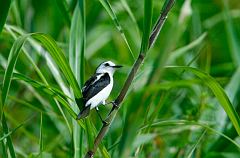 Pied Water-Tyrant