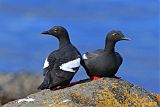 Pigeon Guillemotborder=