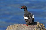 Pigeon Guillemotborder=