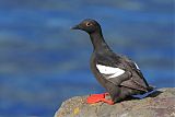 Pigeon Guillemotborder=