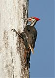 Pileated Woodpecker