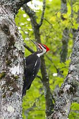 Pileated Woodpecker