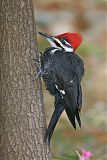 Pileated Woodpecker