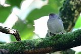 Pin-tailed Manakin