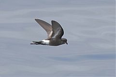 Pincoya Storm-Petrel