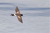 Pincoya Storm-Petrelborder=