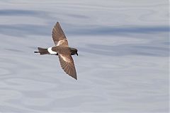 Pincoya Storm-Petrel