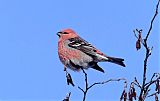 Pine Grosbeak