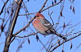 Pine Grosbeakborder=