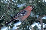 Pine Grosbeakborder=