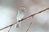 Pine Grosbeak