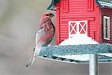 Pine Grosbeakborder=