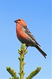 Pine Grosbeak