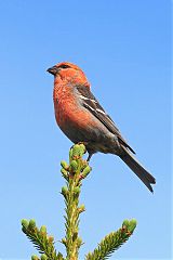 Pine Grosbeak