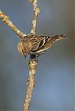 Pine Siskin