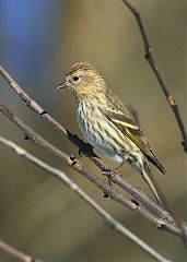 Pine Siskin