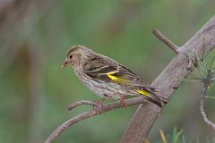 Pine Siskin