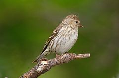 Pine Siskin