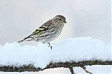 Pine Siskin