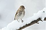 Pine Siskin