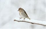 Pine Siskin