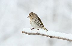 Pine Siskin