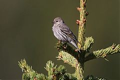 Pine Siskin