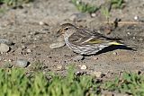 Pine Siskin