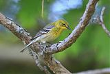 Pine Warbler