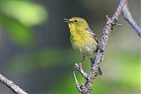 Pine Warbler